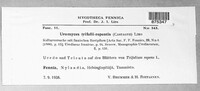 Uromyces trifolii-repentis image